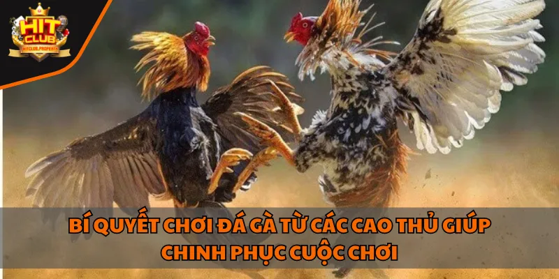 Bí quyết chơi đá gà