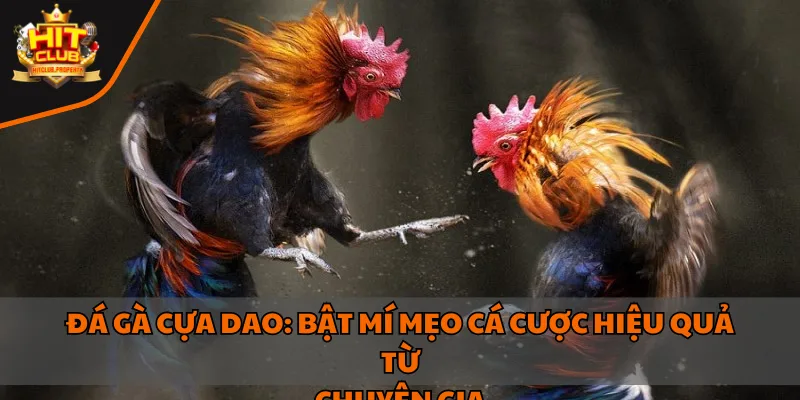 đá gà cựa dao