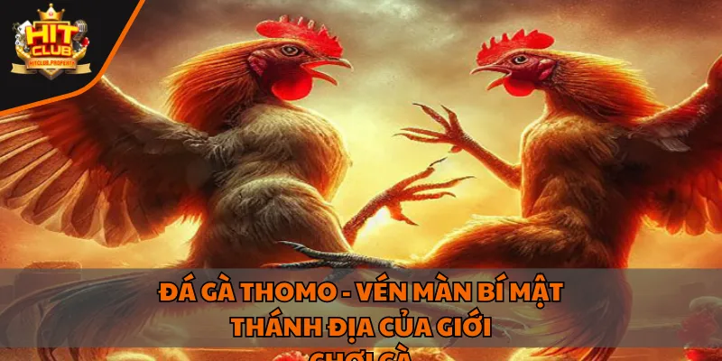 Đá gà Thomo